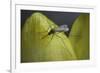 Culex Pipiens (Common House Mosquito) - on a Flower-Paul Starosta-Framed Photographic Print