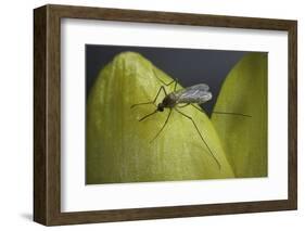 Culex Pipiens (Common House Mosquito) - on a Flower-Paul Starosta-Framed Photographic Print