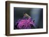 Culex Pipiens (Common House Mosquito) - on a Flower-Paul Starosta-Framed Photographic Print