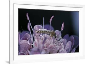 Culex Pipiens (Common House Mosquito) - on a Flower-Paul Starosta-Framed Photographic Print