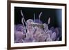 Culex Pipiens (Common House Mosquito) - on a Flower-Paul Starosta-Framed Photographic Print