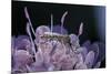 Culex Pipiens (Common House Mosquito) - on a Flower-Paul Starosta-Mounted Photographic Print