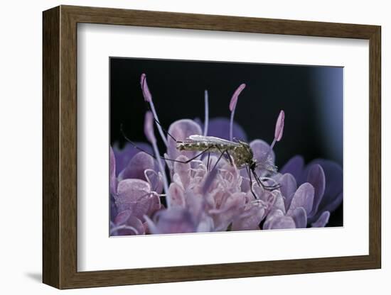 Culex Pipiens (Common House Mosquito) - on a Flower-Paul Starosta-Framed Photographic Print