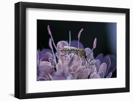 Culex Pipiens (Common House Mosquito) - on a Flower-Paul Starosta-Framed Photographic Print