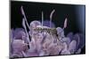 Culex Pipiens (Common House Mosquito) - on a Flower-Paul Starosta-Mounted Photographic Print