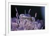 Culex Pipiens (Common House Mosquito) - on a Flower-Paul Starosta-Framed Photographic Print