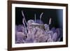 Culex Pipiens (Common House Mosquito) - on a Flower-Paul Starosta-Framed Photographic Print