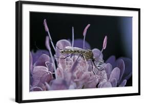 Culex Pipiens (Common House Mosquito) - on a Flower-Paul Starosta-Framed Photographic Print