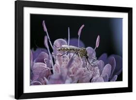 Culex Pipiens (Common House Mosquito) - on a Flower-Paul Starosta-Framed Photographic Print