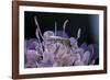 Culex Pipiens (Common House Mosquito) - on a Flower-Paul Starosta-Framed Photographic Print