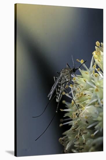 Culex Pipiens (Common House Mosquito) - on a Flower-Paul Starosta-Stretched Canvas
