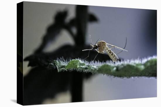 Culex Pipiens (Common House Mosquito) - on a Leaf-Paul Starosta-Stretched Canvas