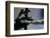 Culex Pipiens (Common House Mosquito) - on a Leaf-Paul Starosta-Framed Photographic Print