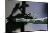 Culex Pipiens (Common House Mosquito) - on a Leaf-Paul Starosta-Mounted Photographic Print