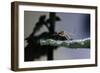 Culex Pipiens (Common House Mosquito) - on a Leaf-Paul Starosta-Framed Photographic Print