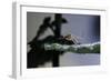 Culex Pipiens (Common House Mosquito) - on a Leaf-Paul Starosta-Framed Photographic Print