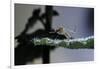 Culex Pipiens (Common House Mosquito) - on a Leaf-Paul Starosta-Framed Photographic Print