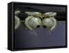 Culex Pipiens (Common House Mosquito) - Pupae-Paul Starosta-Framed Stretched Canvas