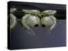 Culex Pipiens (Common House Mosquito) - Pupae-Paul Starosta-Stretched Canvas