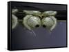 Culex Pipiens (Common House Mosquito) - Pupae-Paul Starosta-Framed Stretched Canvas