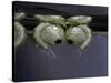 Culex Pipiens (Common House Mosquito) - Pupae-Paul Starosta-Stretched Canvas