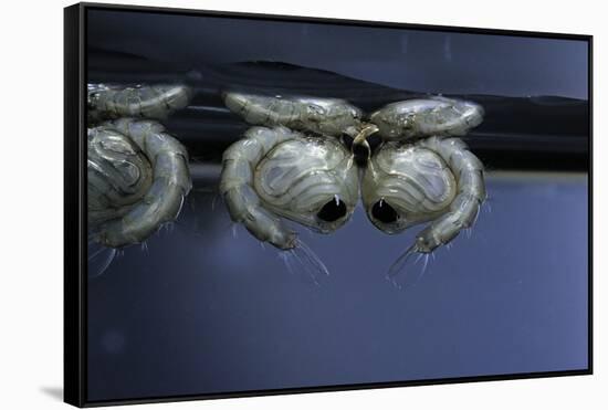 Culex Pipiens (Common House Mosquito) - Pupae-Paul Starosta-Framed Stretched Canvas