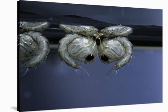 Culex Pipiens (Common House Mosquito) - Pupae-Paul Starosta-Stretched Canvas