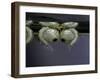 Culex Pipiens (Common House Mosquito) - Pupae-Paul Starosta-Framed Photographic Print