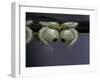 Culex Pipiens (Common House Mosquito) - Pupae-Paul Starosta-Framed Photographic Print