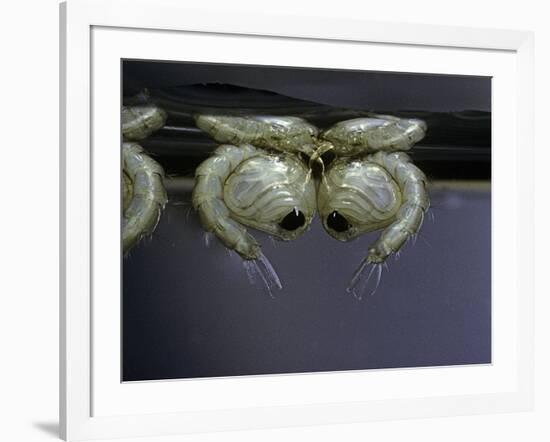 Culex Pipiens (Common House Mosquito) - Pupae-Paul Starosta-Framed Photographic Print