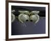 Culex Pipiens (Common House Mosquito) - Pupae-Paul Starosta-Framed Photographic Print