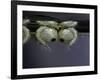 Culex Pipiens (Common House Mosquito) - Pupae-Paul Starosta-Framed Photographic Print