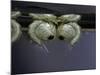 Culex Pipiens (Common House Mosquito) - Pupae-Paul Starosta-Mounted Photographic Print