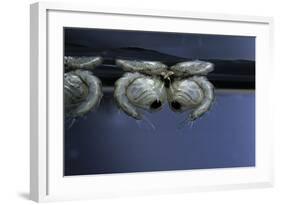 Culex Pipiens (Common House Mosquito) - Pupae-Paul Starosta-Framed Photographic Print