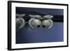 Culex Pipiens (Common House Mosquito) - Pupae-Paul Starosta-Framed Photographic Print