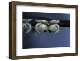 Culex Pipiens (Common House Mosquito) - Pupae-Paul Starosta-Framed Photographic Print