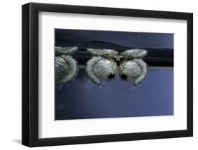 Culex Pipiens (Common House Mosquito) - Pupae-Paul Starosta-Framed Photographic Print