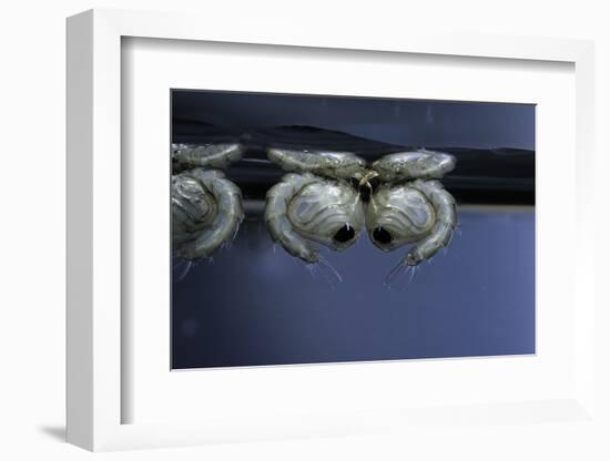 Culex Pipiens (Common House Mosquito) - Pupae-Paul Starosta-Framed Photographic Print