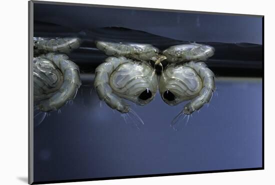 Culex Pipiens (Common House Mosquito) - Pupae-Paul Starosta-Mounted Photographic Print