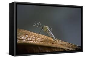 Culex Pipiens (Common House Mosquito)-Paul Starosta-Framed Stretched Canvas