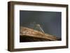 Culex Pipiens (Common House Mosquito)-Paul Starosta-Framed Photographic Print