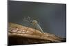 Culex Pipiens (Common House Mosquito)-Paul Starosta-Mounted Photographic Print