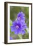 Cultivated Cranesbill-null-Framed Photographic Print