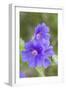 Cultivated Cranesbill-null-Framed Photographic Print