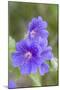 Cultivated Cranesbill-null-Mounted Photographic Print