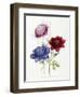 Cultivated Double Varieties of Anemone Coronarial, 1843-49-Jane W. Loudon-Framed Giclee Print