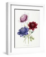 Cultivated Double Varieties of Anemone Coronarial, 1843-49-Jane W. Loudon-Framed Giclee Print