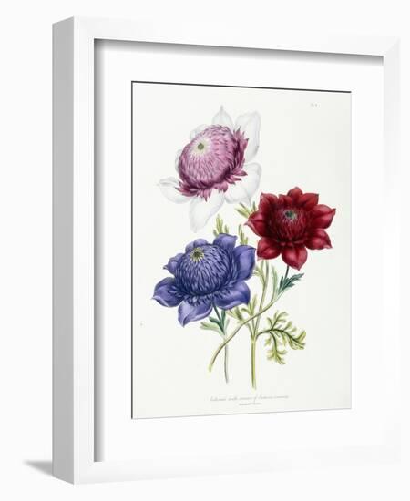 Cultivated Double Varieties of Anemone Coronarial, 1843-49-Jane W. Loudon-Framed Giclee Print