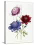 Cultivated Double Varieties of Anemone Coronarial, 1843-49-Jane W. Loudon-Stretched Canvas