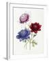 Cultivated Double Varieties of Anemone Coronarial, 1843-49-Jane W. Loudon-Framed Giclee Print